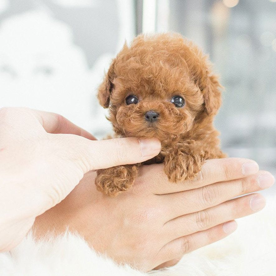 My Realistic Robot Puppy